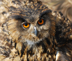 Spotted Eagle-owl - Bubo bubo