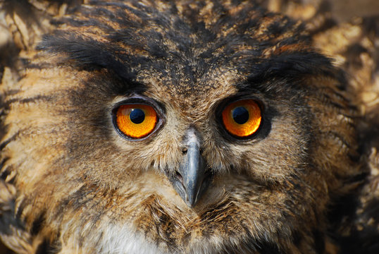 Spotted Eagle-owl - Bubo bubo