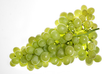 Bunch of white table grapes, backlit