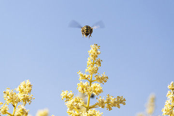 Bee Flies to Collect Pollen