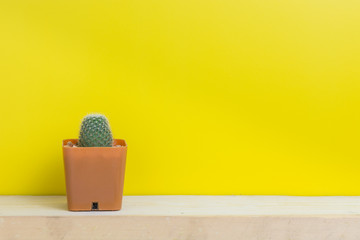 Cactus pots, yellow background