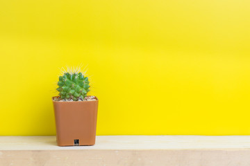 Cactus pots, yellow background