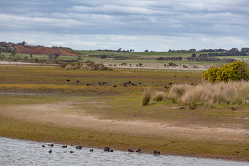 Fototapeta na wymiar Typical Australian Landscape with farmlands, grass, and trees