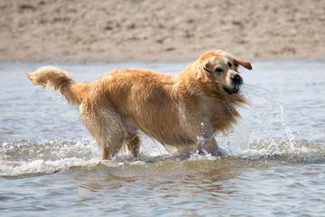 Hund am Strand