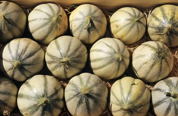 Lots of Charentais melons (close-up)