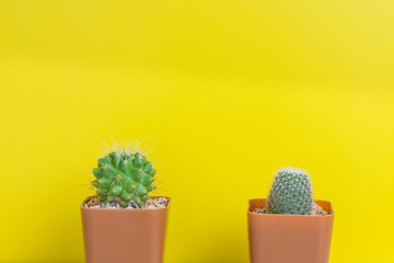 Two potted cactus potted cactus on yellow background