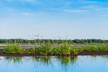 bush grass on the bank in the pond, focus on blades of grass