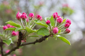 Brotes o cogollos de color rosa en arbol manzano