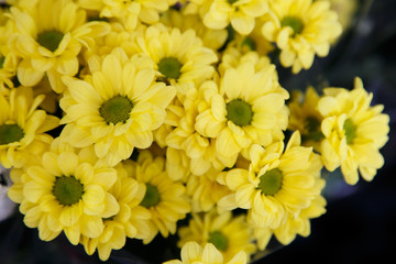 Naklejka na ściany i meble yellow flower group as pattern, close up background