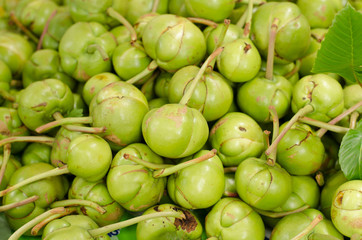 Elephant Apple or Dellenia indica Linn.