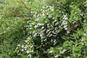 Fototapeta na wymiar Jasmine blooming flowers 7748