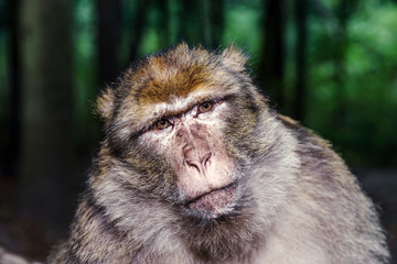 Obraz premium Emotional close-up portrait of mocaco monkey