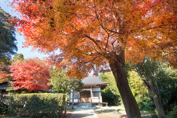 黄葉するカエデ