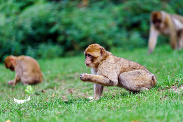 Beautiful macaco monkeys in the forest