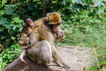 Naklejka na ściany i meble Macaco monkey baby in the natural forest