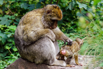 Naklejka na ściany i meble Macaco monkey baby in the natural forest