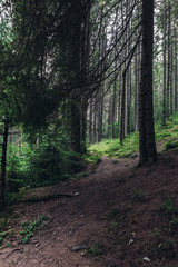 pine forest in the Carpathians