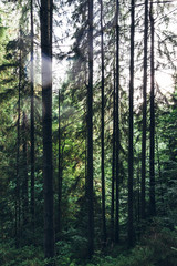 pine forest in the Carpathians