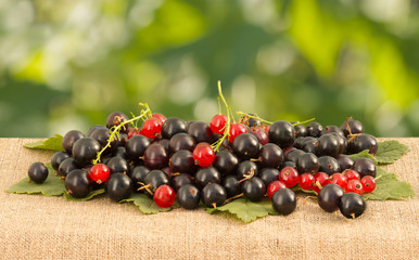 red and black currant on linen tablecloth on a background of foliage