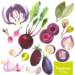 Watercolor vegetables and herbs. Provencal style. Recent watercolor paintings of organic food. Beet, cabbage, bay leaf, garlic, radishes, onions