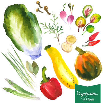 Watercolor vegetables and herbs. Provencal style. Recent watercolor paintings of organic food. Radishes, zucchini, pepper, bay leaves, ginger, green onion, asparagus, rosemary, cloves, pumpkin.