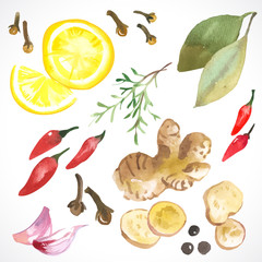 Watercolor set of herbs and spices drawn by hand on a white background.