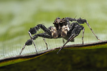 Spider /OLYMPUS DIGITAL CAMERA