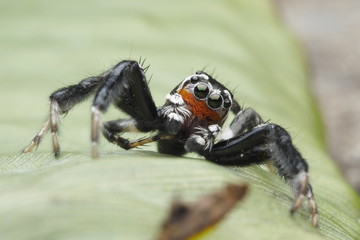 Spider /OLYMPUS DIGITAL CAMERA