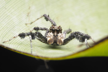 Spider /OLYMPUS DIGITAL CAMERA