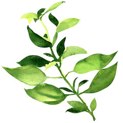 fresh basil leaves isolated