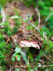 edible mushroom closeup