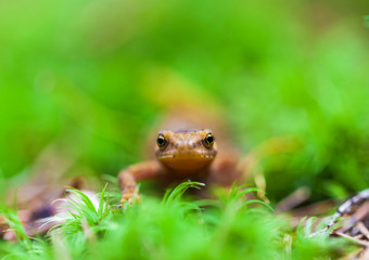 small lizard