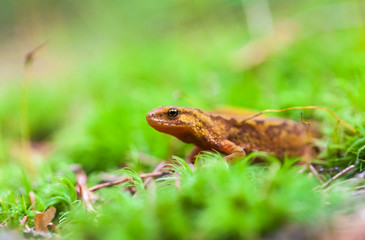 small lizard