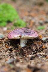 edible mushroom closeup