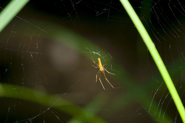 Spider on web