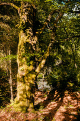 Carpathians, Ukraine 