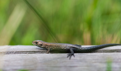 small lizard