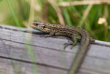 small lizard