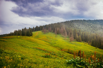Summer landscape in the Carpathian mountains