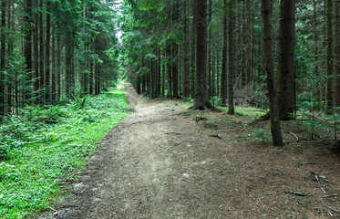 forest in the Carpathians