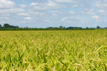 Field of rice in Italian countryside
