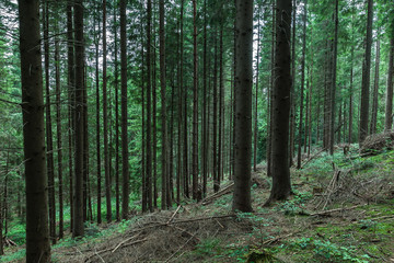 Naklejka premium pine forest
