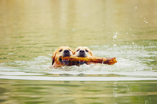 Two dogs in lake