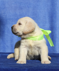 the nice labrador puppy on a blue background