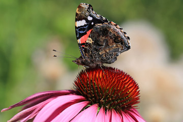 Red Admiral Butterfly Feeding on Purple Coneflower