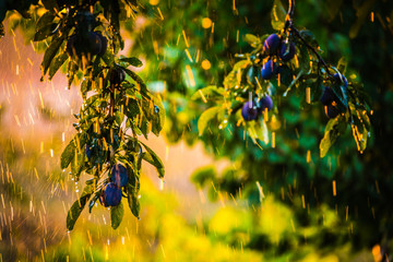Plums on a tree