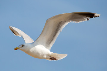 Möwe