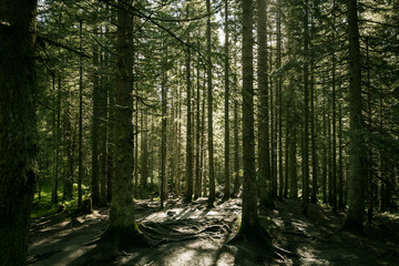 pine forest in the Carpathians