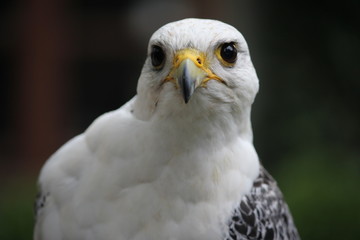 Portrait eines Falken