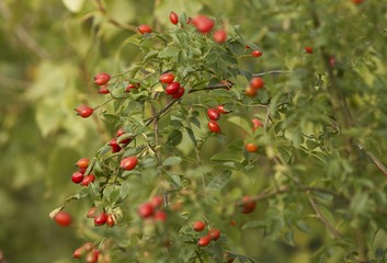 A rose bush with hips